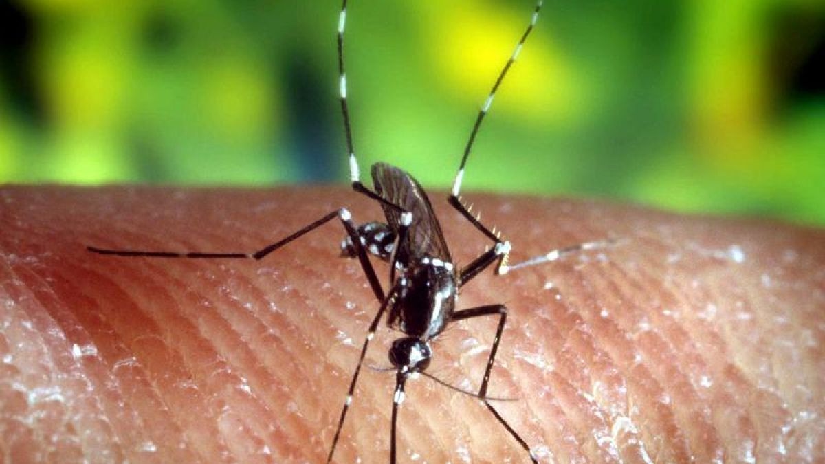 Wer in den Tropen Urlaub macht, sollte einen Mückenschutz mit dem Wirkstoff DEET einpacken.  (Foto)