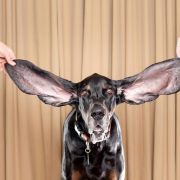 Der Deutsche ist ein strenger Mensch. Wahrscheinlich haben die Spanier deshalb auch die Befehle für ihre Hunde aus der deutschen Sprache entnommen. «Fuss», «platz», «sitz», «voraus» und «hier» schallt es über spanische Wiesen und Weiden. Der Deutsche ist ein strenger Mensch. Wahrscheinlich haben die Spanier deshalb auch die Befehle für ihre Hunde aus der deutschen Sprache entnommen. «Fuss», «platz», «sitz», «voraus» und «hier» schallt es über spanische Wiesen und Weiden.