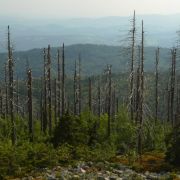 Das «Waldsterben» ist ein deutscher Begriff, der es in den englischen Sprachschatz geschafft hat. Wie übrigens eine ganze Menge anderer Wörter. Nur wenige Beispiele, man könnte mit der Liste ganze Bücher füllen: «to abseil», für abseilen, «angst», für ein Das «Waldsterben» ist ein deutscher Begriff, der es in den englischen Sprachschatz geschafft hat. Wie übrigens eine ganze Menge anderer Wörter. Nur wenige Beispiele, man könnte mit der Liste ganze Bücher füllen: «to abseil», für abseilen, «angst», für ein