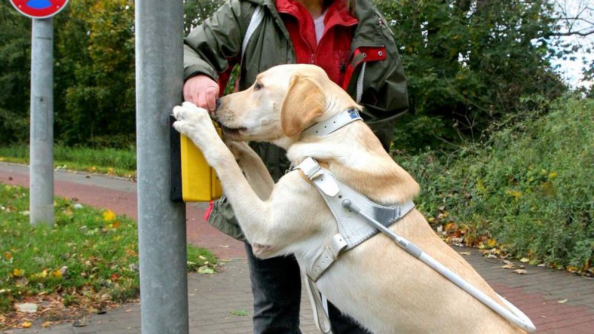 Ein Jahr Eingewöhnung für neuen Blindenhund / Quelle: Bild: Bernd Wüstneck/ZB-Funkregio Ost, dpa (Foto)
