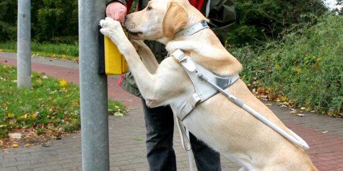 Vom Blindenhund bis zum Polizeihund