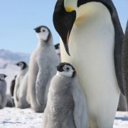 Wenn das keine wahre Liebe ist: Während die Weibchen des Kaiserpinguins auf Nahunrgssuche im Polarmeer unterwegs sind, bebrütet Papa Pinguin das Ei. Mehr als zwei Monate lang trägt er es zwischen Füßen und Bauchfalte mit sich herum und hält es warm. Pünkt Wenn das keine wahre Liebe ist: Während die Weibchen des Kaiserpinguins auf Nahunrgssuche im Polarmeer unterwegs sind, bebrütet Papa Pinguin das Ei. Mehr als zwei Monate lang trägt er es zwischen Füßen und Bauchfalte mit sich herum und hält es warm. Pünkt