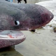 Ebenfalls der Kategorie der Machos zuzuordnen: Riesenhaie protzen ordentlich beim Akt. 18 Liter Sperma verschießen sie bei einer Kopulation. Wer sich nur schwer eine Vorstellung davon machen kann, wie viel das eigentlich ist, sollte dem Ozeaneum in Strals Ebenfalls der Kategorie der Machos zuzuordnen: Riesenhaie protzen ordentlich beim Akt. 18 Liter Sperma verschießen sie bei einer Kopulation. Wer sich nur schwer eine Vorstellung davon machen kann, wie viel das eigentlich ist, sollte dem Ozeaneum in Strals