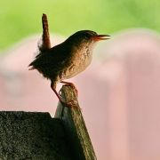 Zaunkönige sind die Romantiker unter den Tieren: Die Pärchen sind so gut aufeinander abgestimmt, dass ihr gemeinsamer Gesang wie der eines einzelnen Vogels klingt. Innerhalb von Sekundenbruchteilen wechseln sie sich ab - für das menschliche Ohr klingt es, Zaunkönige sind die Romantiker unter den Tieren: Die Pärchen sind so gut aufeinander abgestimmt, dass ihr gemeinsamer Gesang wie der eines einzelnen Vogels klingt. Innerhalb von Sekundenbruchteilen wechseln sie sich ab - für das menschliche Ohr klingt es,