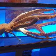 Riesenkalmare - hier im Ozeaneum Stralsund - gehören zu den ganz Wilden: Die Männchen reißen den Weibachen die Haut auf und schießen unter hydraulischem Druck Samenpatronen ab. Wie die Weibchen diese anschließend befruchten, ist bisher allerdings nicht be Riesenkalmare - hier im Ozeaneum Stralsund - gehören zu den ganz Wilden: Die Männchen reißen den Weibachen die Haut auf und schießen unter hydraulischem Druck Samenpatronen ab. Wie die Weibchen diese anschließend befruchten, ist bisher allerdings nicht be