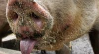 Es war der fürchterliche Gestank, der einen Bauern in Australien Schlimmes ahnen ließ: Weil er eine undichte Gasleitung auf seinem Bauernhof befürchtete, alarmierte der Mann die Feuerwehr. Doch die fand: ein furzendes Schwein.