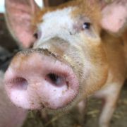 Einen echten Höhepunkt unter den Saturn-Werbegesichtern bildete kein Mensch Einen echten Höhepunkt unter den Saturn-Werbegesichtern bildete kein Mensch