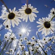 Immer wieder versuchen sich Forscher auch daran, Benzin aus Licht herzustellen. Einem Forscherteam aus Zürich etwa ist es gelungen, mithilfe der Sonne aus Wasser und Kohlendioxid Treibstoff herzustellen. Immer wieder versuchen sich Forscher auch daran, Benzin aus Licht herzustellen. Einem Forscherteam aus Zürich etwa ist es gelungen, mithilfe der Sonne aus Wasser und Kohlendioxid Treibstoff herzustellen.