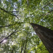 Benzin aus Bäumen? Forscher des Max-Planck Instituts arbeiten an einem Verfahren, bei dem Zellulose aus Holz in Zucker umgewandelt wird, der anschließend zu Biokraftstoff verarbeitet werden kann. Benzin aus Bäumen? Forscher des Max-Planck Instituts arbeiten an einem Verfahren, bei dem Zellulose aus Holz in Zucker umgewandelt wird, der anschließend zu Biokraftstoff verarbeitet werden kann.