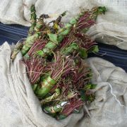 Platz 20: Die Kathpflanze wird hautpsächlich in Kenia, Oman, Jemen und Äthiopien angebaut. Sie hat ähnlich wie Kaffee eine aufmunternde Wirkung und kann bei übermäßigem Verzehr zu Schlaflosigkeit und Bluthochdruck führen. Platz 20: Die Kathpflanze wird hautpsächlich in Kenia, Oman, Jemen und Äthiopien angebaut. Sie hat ähnlich wie Kaffee eine aufmunternde Wirkung und kann bei übermäßigem Verzehr zu Schlaflosigkeit und Bluthochdruck führen.