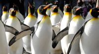 Pinguine sehen einfach lustig aus. Dass sie «abartige» sexuelle Verhaltensweisen an den Tag legen, schockierte den Wissenschaftler George Murray Levick.