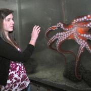 Menschen mögen den Oktopus - ob als wissenschaftliches Faszinosum (wie auf diesem Symbolfoto) oder auf dem Teller.