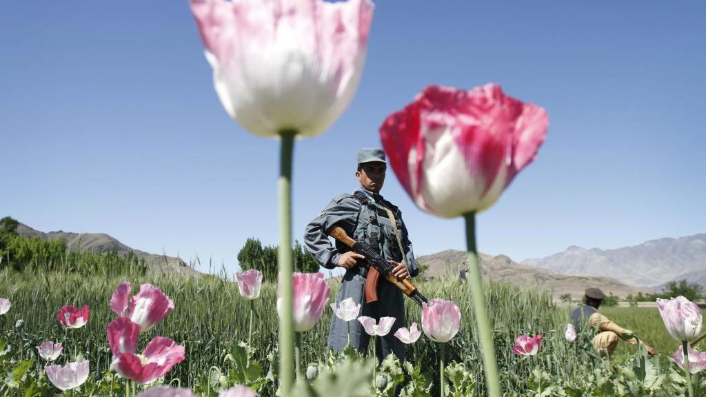 Fast die Hälfte des Opiums weltweit wird laut Transform, einer britischen Organisation, die sich für die Regulierung von Drogen einsetzt, bereits legal für Medikamente hergestellt. (Foto)