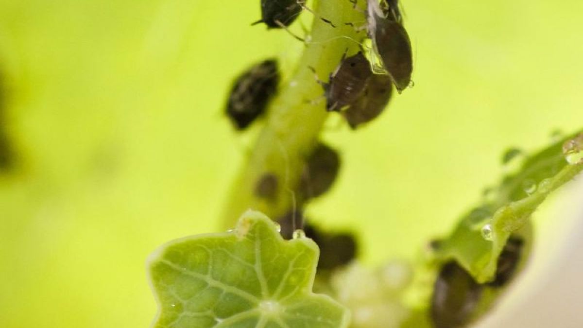 Wanzen fressen Schädlinge im Blumen- und Gemüsebeet (Foto)