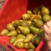 Apfel-Birnen-Konfitüre mit Calvados, mit Fruchtzucker Apfel-Birnen-Konfitüre mit Calvados, mit Fruchtzucker