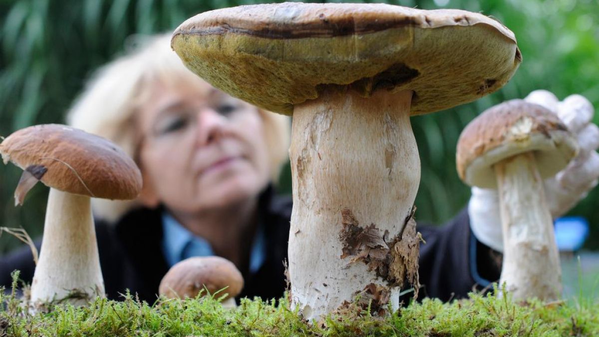 Pilze selbst züchten PilzPlantage im eigenen Garten news.de