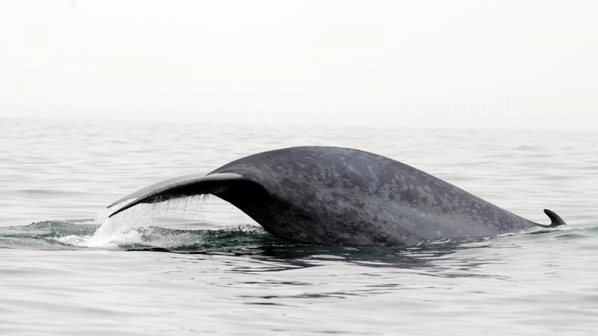 Der Penis eines Blauwals kann bis zu drei Meter lang werden. (Foto)