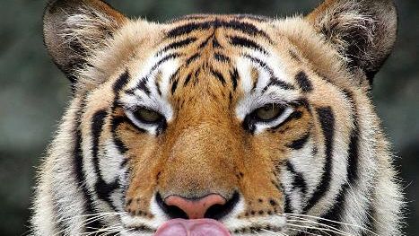 Den Weltrekord im Töten von Menschen hält ein Bengalischer Tiger, der im westlichen Nepal um 1900 sein Terrorregime etablierte. 436 Menschen tötete die Raubkatze, bevor sie schließlich vom Großwildjäger Jim Corbett zur Strecke gebracht wurde. (Foto)