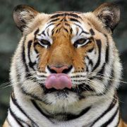 Den Weltrekord im Töten von Menschen hält ein Bengalischer Tiger, der im westlichen Nepal um 1900 sein Terrorregime etablierte. 436 Menschen tötete die Raubkatze, bevor sie schließlich vom Großwildjäger Jim Corbett zur Strecke gebracht wurde. Den Weltrekord im Töten von Menschen hält ein Bengalischer Tiger, der im westlichen Nepal um 1900 sein Terrorregime etablierte. 436 Menschen tötete die Raubkatze, bevor sie schließlich vom Großwildjäger Jim Corbett zur Strecke gebracht wurde.