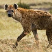 Hyänen ernähren sich keineswegs nur von Aas. Die Tüpfelhyäne etwa hat ein Faible für lebendige Afrikaner, die nachts aufgrund großer Hitze im Freien schlafen. Hyänen ernähren sich keineswegs nur von Aas. Die Tüpfelhyäne etwa hat ein Faible für lebendige Afrikaner, die nachts aufgrund großer Hitze im Freien schlafen.