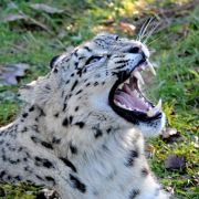 Leoparden haben einen differenzierten Speiseplan. Manchmal stehen auch Menschen auf der Karte. Leoparden haben einen differenzierten Speiseplan. Manchmal stehen auch Menschen auf der Karte.