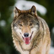 Der Wolf hat ein Imageproblem, nicht erst seit der Sache mit Rotkäppchen, so der Biologe Mario Ludwig. Der Wolf hat ein Imageproblem, nicht erst seit der Sache mit Rotkäppchen, so der Biologe Mario Ludwig.