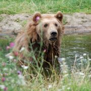 Bären waren vor wenigen Jahrhunderten überall in Europa zu finden. Dann wurden Wälder abgeholzt und Jagd auf die pelzigen Räuber gemacht. Heute gibt es Versuche, Bären wieder anzusiedeln – so wie Bruno. Bären waren vor wenigen Jahrhunderten überall in Europa zu finden. Dann wurden Wälder abgeholzt und Jagd auf die pelzigen Räuber gemacht. Heute gibt es Versuche, Bären wieder anzusiedeln – so wie Bruno.