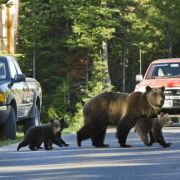 In den USA und Kanada dagegen gehören Grizzlys dagegen zum Alltag. Immer wieder kommt es deshalb auch zu tödlichen Angriffen der bis zu 600 Kilo schweren Bären auf Menschen. In den USA und Kanada dagegen gehören Grizzlys dagegen zum Alltag. Immer wieder kommt es deshalb auch zu tödlichen Angriffen der bis zu 600 Kilo schweren Bären auf Menschen.