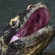 Komodowarane gelten als die letzten menschenfressenden Drachen. Die Echse hat Giftdrüsen wie eine Schlange. Komodowarane gelten als die letzten menschenfressenden Drachen. Die Echse hat Giftdrüsen wie eine Schlange.