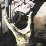 Auch Krokodile gönnen sich ab und an einen menschlichen Happen. Gustave, ein Krokodil aus Burundi, hat sich mit geschätzten 300 Menschen in die Champions League der Menschenfresser vorgearbeitet. Alle Versuche, das Tier zu fassen, scheiterten bislang. Auch Krokodile gönnen sich ab und an einen menschlichen Happen. Gustave, ein Krokodil aus Burundi, hat sich mit geschätzten 300 Menschen in die Champions League der Menschenfresser vorgearbeitet. Alle Versuche, das Tier zu fassen, scheiterten bislang.