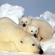 Eisbären sind die größten Landraubtiere – 800 Kilo schwer, drei Meter lang. Vor allem im kanadischen Städtchen Churchill kommt es immer wieder zu Begegnungen mit Menschen. Eisbären sind die größten Landraubtiere – 800 Kilo schwer, drei Meter lang. Vor allem im kanadischen Städtchen Churchill kommt es immer wieder zu Begegnungen mit Menschen.