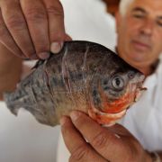 Piranhas sind klein, blutrünstig und böse – oder? Piranhas sind klein, blutrünstig und böse – oder?