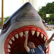 Der Weiße Hai ist vor allem durch den Horrorfilm von Steven Spielberg zum Menschenfresser stilisiert worden, seine Gefahr wird überschätzt. Der Weiße Hai ist vor allem durch den Horrorfilm von Steven Spielberg zum Menschenfresser stilisiert worden, seine Gefahr wird überschätzt.