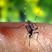 Das für den Menschen gefährlichste Tiere ist allerdings klein und unscheinbar: Die Anophelesmücke hat mehr Menschen auf dem Gewissen als jedes andere Tier. Sie überträgt Malaria, daran sterben eine Million Menschen pro Jahr. Das für den Menschen gefährlichste Tiere ist allerdings klein und unscheinbar: Die Anophelesmücke hat mehr Menschen auf dem Gewissen als jedes andere Tier. Sie überträgt Malaria, daran sterben eine Million Menschen pro Jahr.