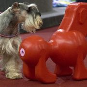 Dann doch lieber Gleiches zu Gleichem: Die DoggieLoveDoll, eine Sexpuppe für Hunde, gibt es in exklusiven Hundeboutiquen. Sie stehen gleich neben diamantbesetzten Halsbändern und Lackschuhen für den Vierbeiner. Dann doch lieber Gleiches zu Gleichem: Die DoggieLoveDoll, eine Sexpuppe für Hunde, gibt es in exklusiven Hundeboutiquen. Sie stehen gleich neben diamantbesetzten Halsbändern und Lackschuhen für den Vierbeiner.