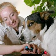 Akupunktur gegen die Pollenallergie, homöopathische Pillen, Prothesen und Rollwagen für Hunde mit Bandscheibenvorfall - wenn es um ihre Liebsten geht, kennen Tierbesitzer oftmals keine finanziellen Grenzen. Akupunktur gegen die Pollenallergie, homöopathische Pillen, Prothesen und Rollwagen für Hunde mit Bandscheibenvorfall - wenn es um ihre Liebsten geht, kennen Tierbesitzer oftmals keine finanziellen Grenzen.