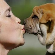 Der Hund ist des Menschen bester Freund - und das ist auch gut so. Knuddeln ist erlaubt. Alles, was darüber hinaus geht, mutet krank an. So zum Beispiel, wenn in den USA ein Mann sein Pferd heiratet und mit ihm schläft. Der Hund ist des Menschen bester Freund - und das ist auch gut so. Knuddeln ist erlaubt. Alles, was darüber hinaus geht, mutet krank an. So zum Beispiel, wenn in den USA ein Mann sein Pferd heiratet und mit ihm schläft.
