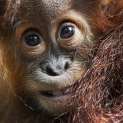 Ein äußerst perfider Fall wurde vor einigen Jahren aus Borneo bekannt: Dort wurde ein Orang-Utan-Weibchen als Sexsklavin missbraucht. Jeden zweiten Tag sei sie rasiert worden. Tierschützer konnten sie schließlich retten. Ein äußerst perfider Fall wurde vor einigen Jahren aus Borneo bekannt: Dort wurde ein Orang-Utan-Weibchen als Sexsklavin missbraucht. Jeden zweiten Tag sei sie rasiert worden. Tierschützer konnten sie schließlich retten.