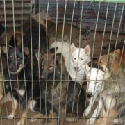 Kaum Platz, nichts zu fressen und keine Hygiene: In Deutschland werden immer mehr Fälle von Animal Hoarding bekannt. Das ist die krankhafte Sucht, Tiere zu sammeln - meist mit katastrophalen Folgen für alle Beteiligten. Kaum Platz, nichts zu fressen und keine Hygiene: In Deutschland werden immer mehr Fälle von Animal Hoarding bekannt. Das ist die krankhafte Sucht, Tiere zu sammeln - meist mit katastrophalen Folgen für alle Beteiligten.