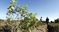 Wer bei dem Wetterwechsel leichter zu reizen ist und schlecht schläft, bei dem könnte Melisse wahre Wunder wirken.