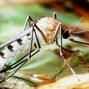 Dengue-Fieber breitet sich immer stärker aus - im Zuge der globalen Erwärmung wahrscheinlich auch nach Europa. Die weibliche Tigermücke zählt zu den Überträgern des Dengue-Virus. Dengue-Fieber breitet sich immer stärker aus - im Zuge der globalen Erwärmung wahrscheinlich auch nach Europa. Die weibliche Tigermücke zählt zu den Überträgern des Dengue-Virus.