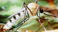 Dengue-Fieber breitet sich immer stärker aus - im Zuge der globalen Erwärmung wahrscheinlich auch nach Europa. Die weibliche Tigermücke zählt zu den Überträgern des Dengue-Virus.