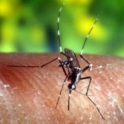 Die Anopheles-Stechmücke kann durch einen Stich Malaria übertragen. Nachdem lange Zeit zu starken und nicht unproblematischen Prophylaxemedikamenten geraten wurde, gelten heute Mückenschutz und Stand-by-Medikamente als das Mittel der Wahl. Die Anopheles-Stechmücke kann durch einen Stich Malaria übertragen. Nachdem lange Zeit zu starken und nicht unproblematischen Prophylaxemedikamenten geraten wurde, gelten heute Mückenschutz und Stand-by-Medikamente als das Mittel der Wahl.