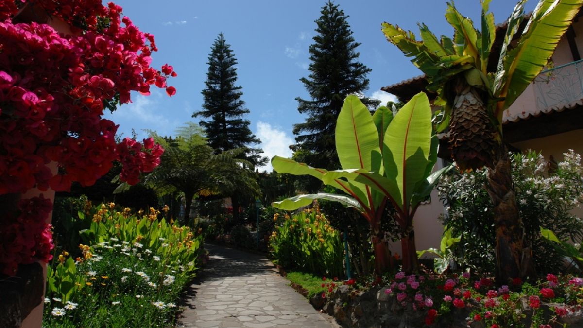 Blütenpracht, wohin das Auge reicht - Madeira heißt nicht umsonst die Insel des ewigen Frühlings. (Foto)