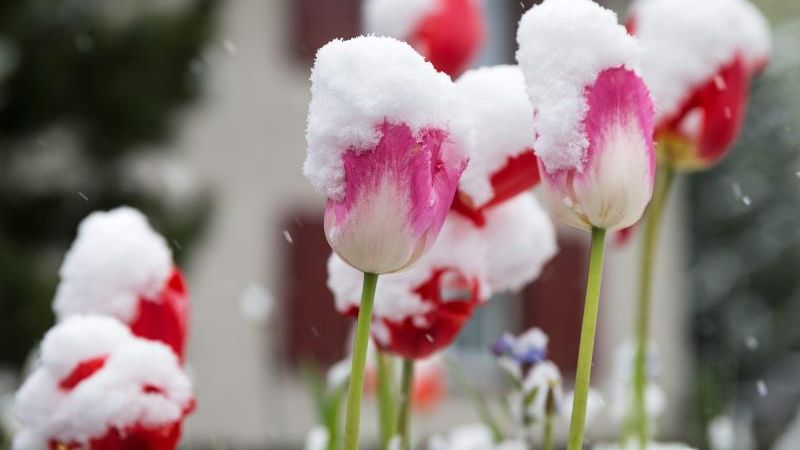 Ende Mai 2013 waren die Blumen zwar schon da, verstecketen sich aber gezwungenermaßen noch unter einer Schneedecke. Hatten die es gut ... (Foto)