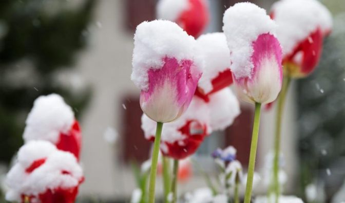 Ende Mai 2013 waren die Blumen zwar schon da, verstecketen sich aber gezwungenermaßen noch unter einer Schneedecke. Hatten die es gut ...