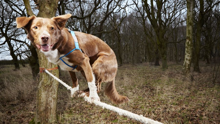 Hund Ozzy schaffte es am schnellsten, die Leine auf allen vier Pfoten zu überqueren. (Foto)