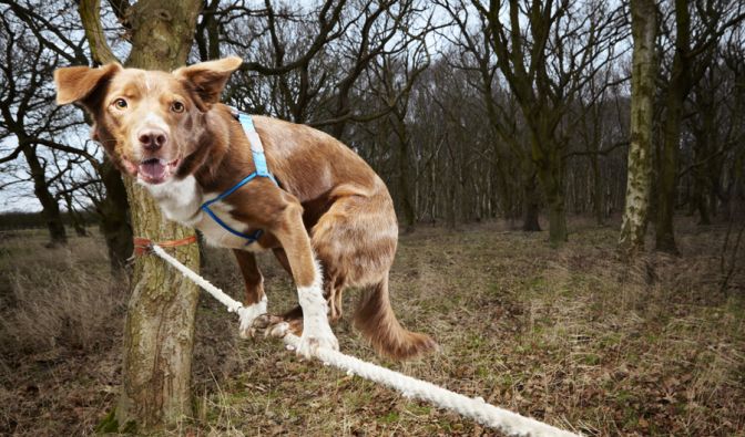 Hund Ozzy schaffte es am schnellsten, die Leine auf allen vier Pfoten zu überqueren.