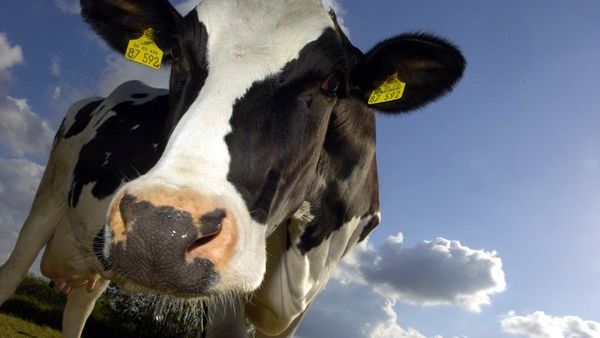 Kühe stehen idealerweise auf der Weide und geben Milch. Manchmal allerdings finden wir sie auch da, wo wir sie nicht vermuten... (Foto)