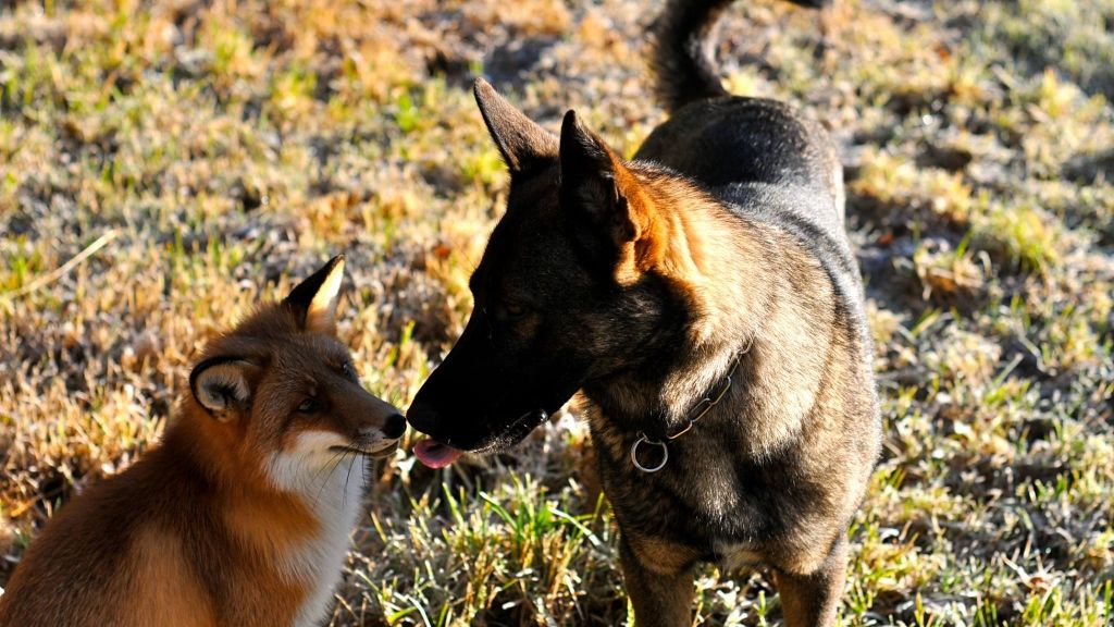 Fuchs Sniffer und Hund Tinni sind die besten Freunde - und bald Protagonisten eines Kinderbuchs. (Foto)